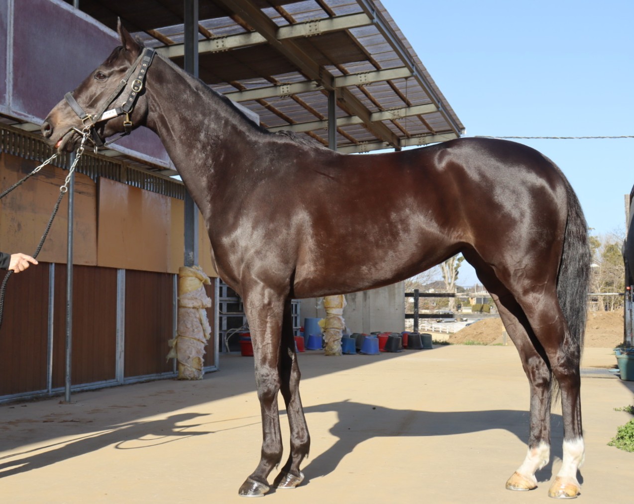 ソヴァージュ　　牝３歳　　※中央競馬　登録抹消_main1