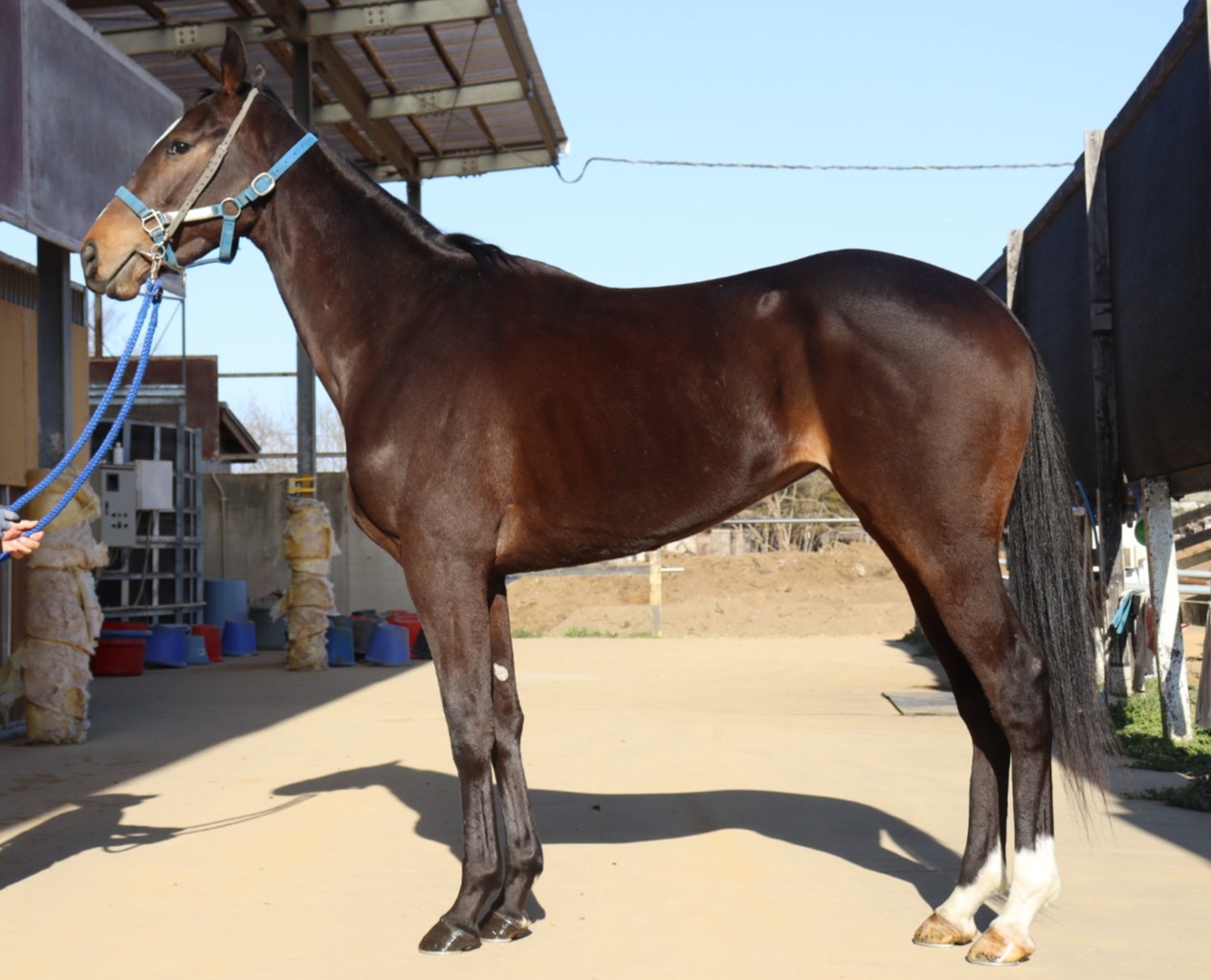 リッチリーエコー　　牝３歳　　※中央競馬　登録抹消_main1