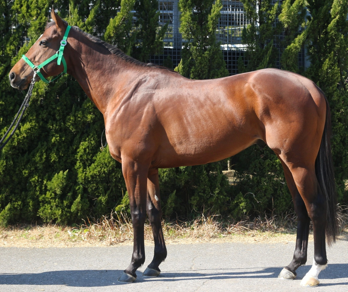 ディキシーガンナー　　牡６歳　　※中央競馬　登録抹消_main1