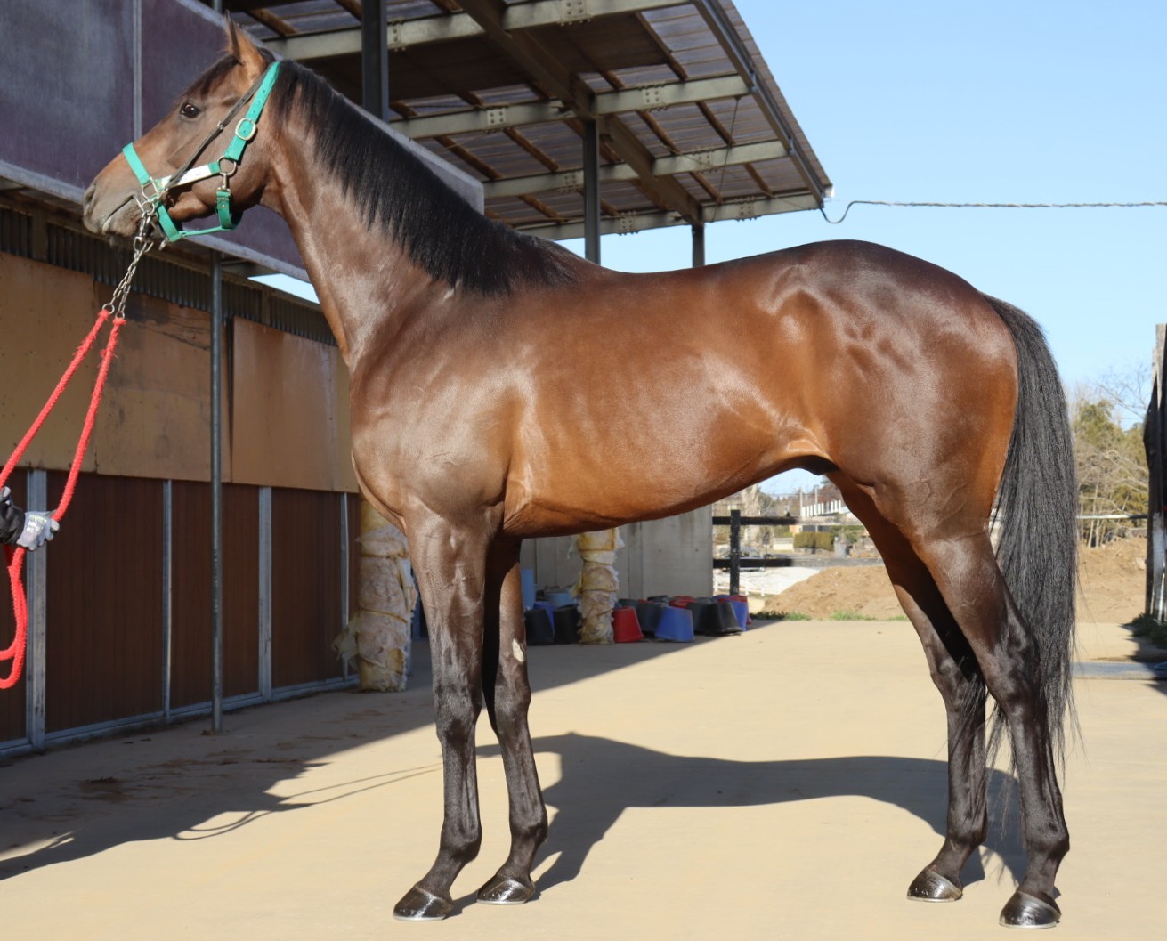 グッドホース　　牡３歳　　※地方競馬　在籍_main1