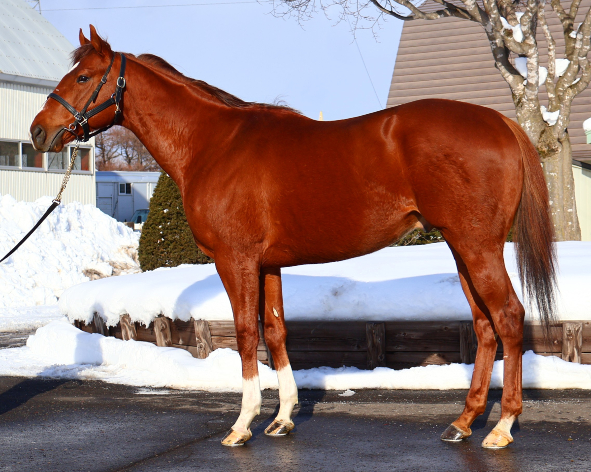 オーロプロサングエ　　牡４歳　　※地方競馬　在籍_main1
