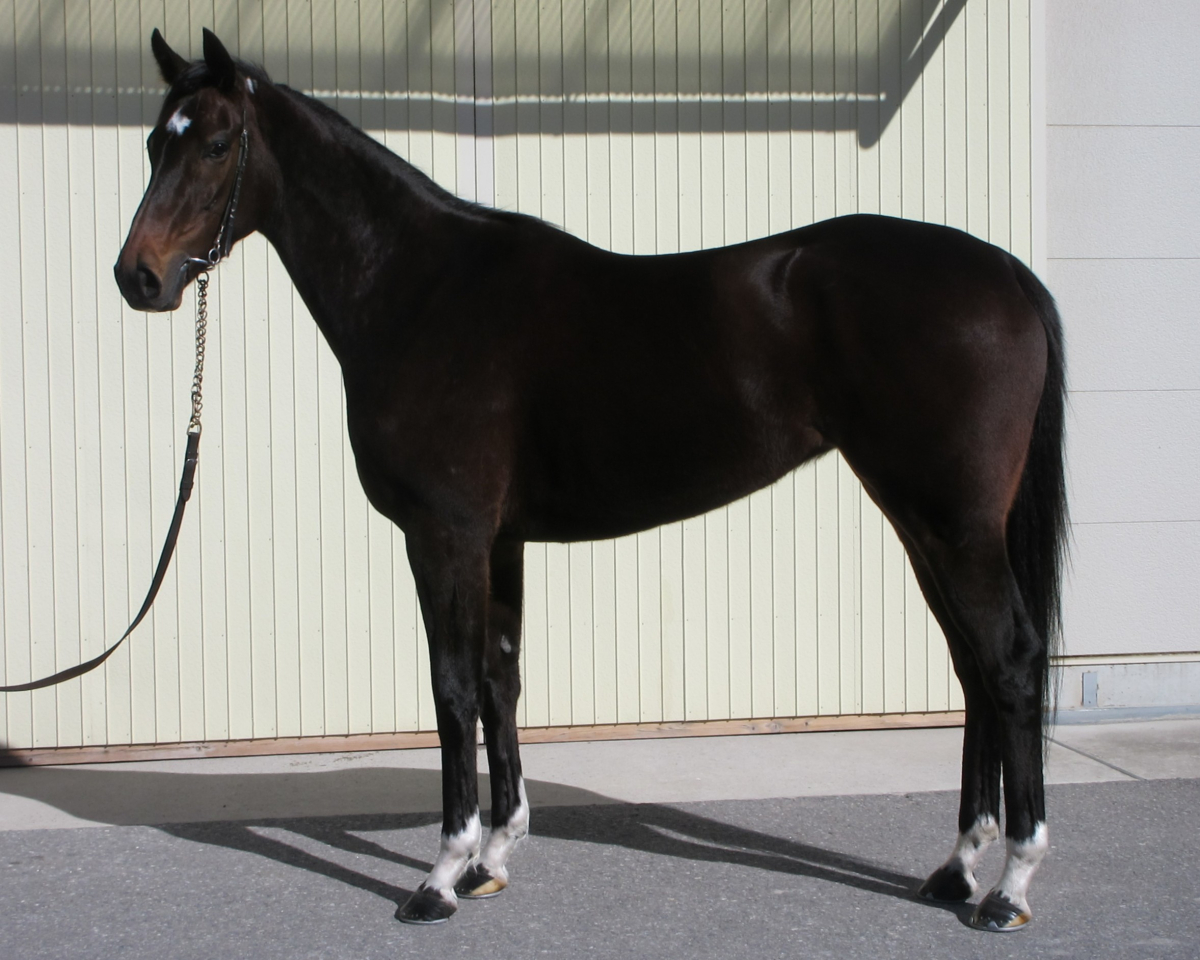 アユツリー　　牝４歳　　※地方競馬　在籍_main1