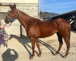 ルクスディライト　　牝４歳　　※地方競馬　在籍_main1