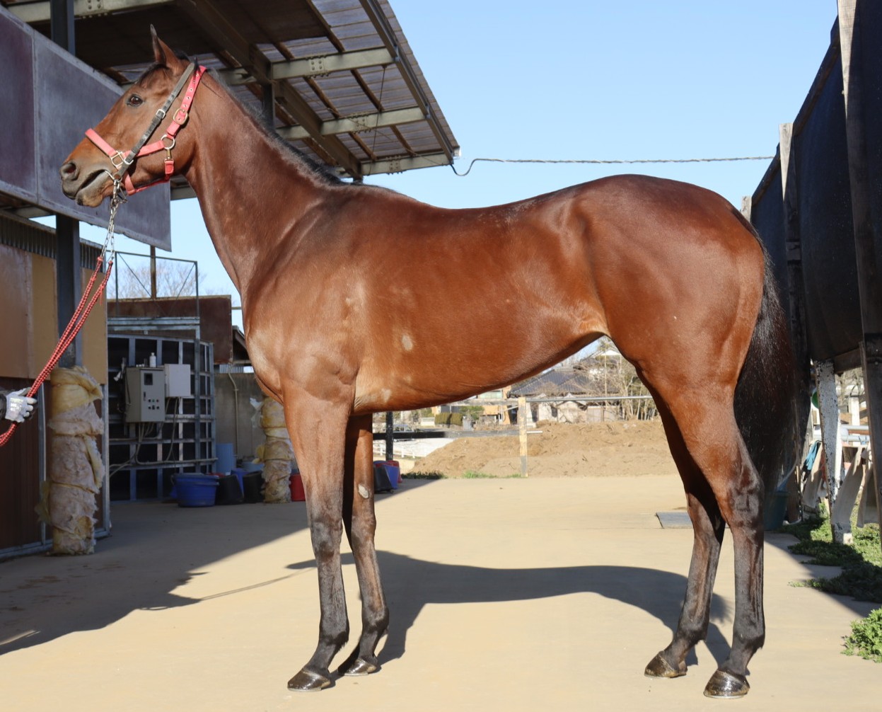 グランジュール　　牝５歳　　※地方競馬　在籍_main1