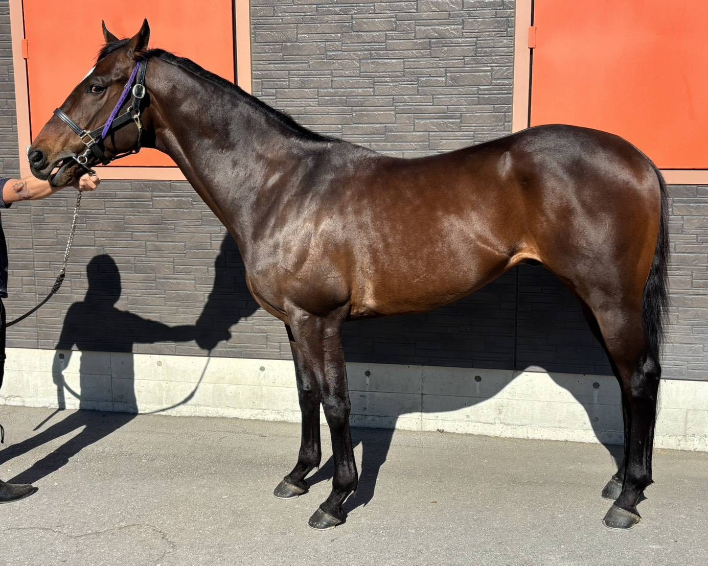 ポテンザ　　牡６歳　　※地方競馬　在籍_main1