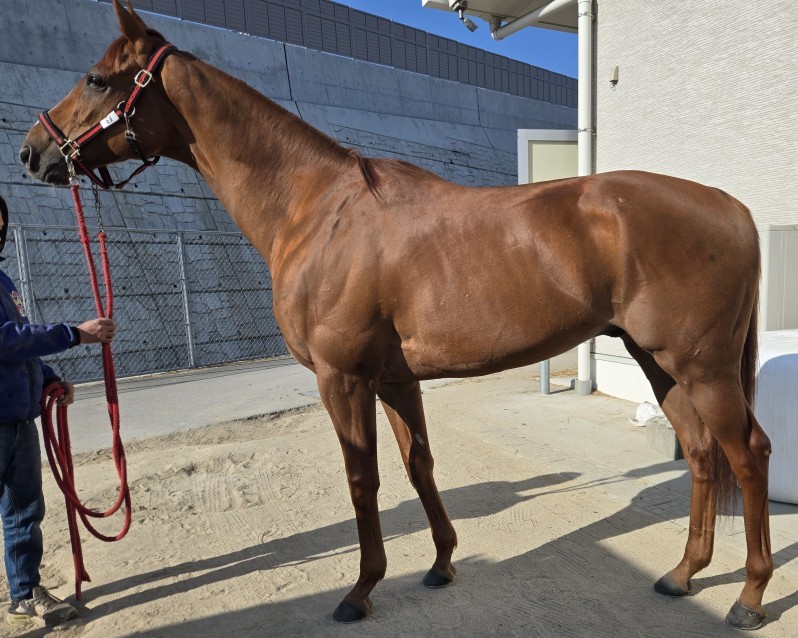 チェアリングソング　　セン９歳　　※地方競馬　在籍_main1