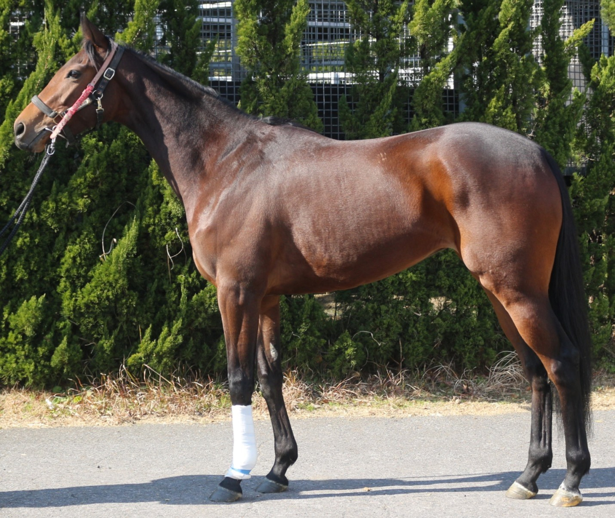 サンヴァランタン　　牝３歳　　※繁殖牝馬（空胎）_main1