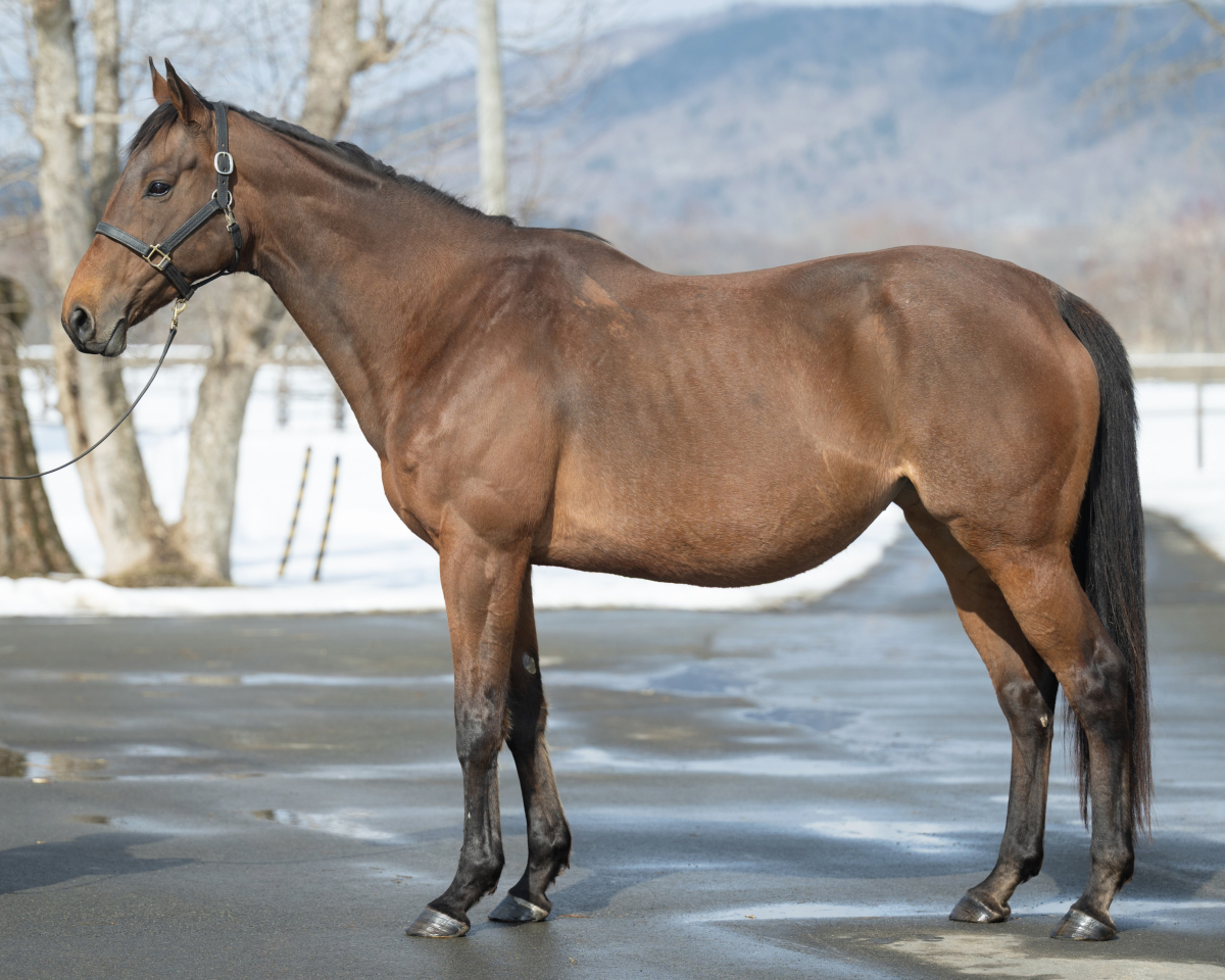 シュンイ　　牝８歳　　※繁殖牝馬（受胎：ジャスタウェイ）_main1