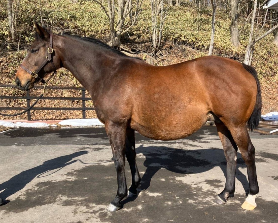 ナイスプリンセス　　牝１０歳　　※繁殖牝馬（受胎：アドマイヤーズ）_main1