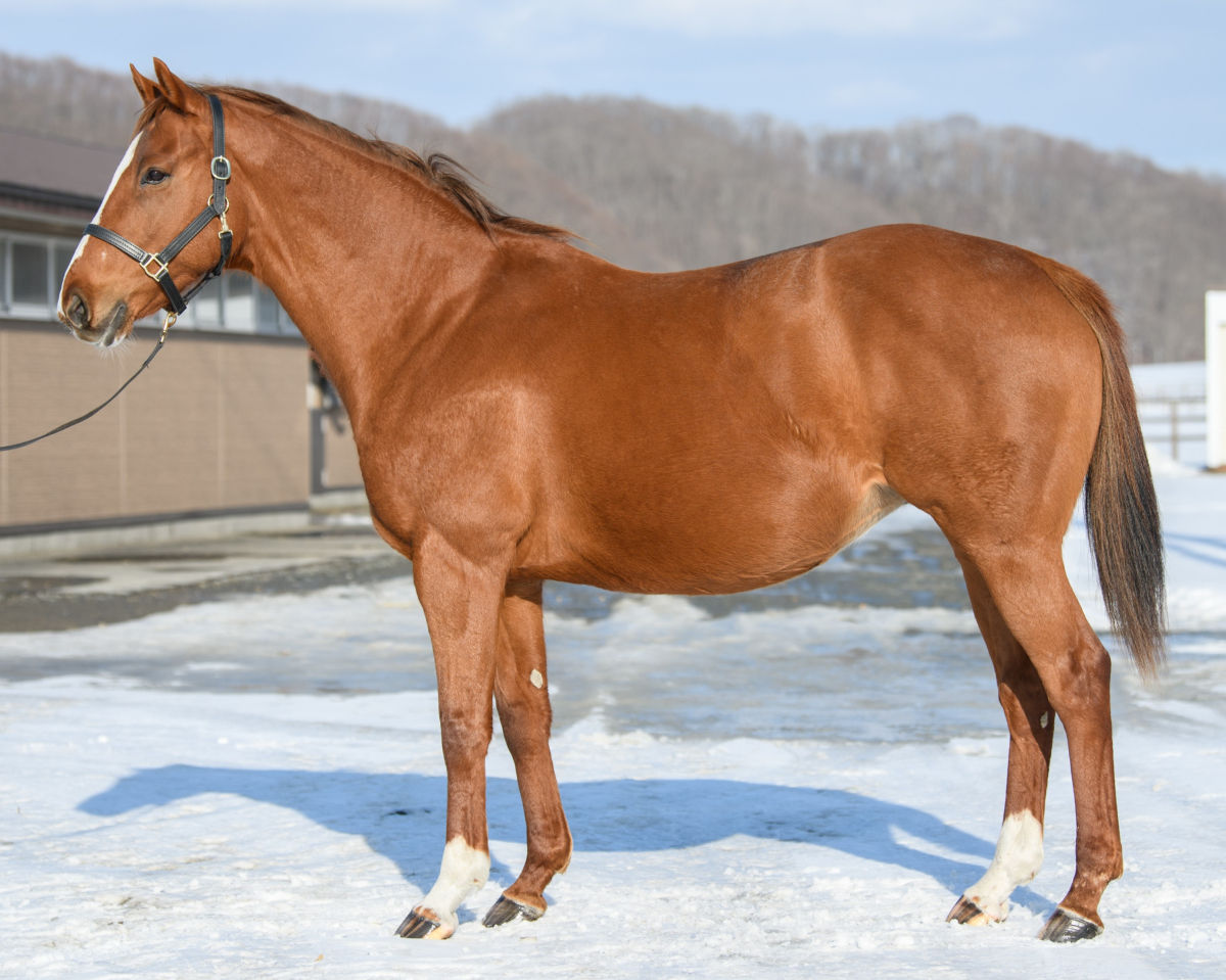 ナイスドゥ　　牝１１歳　　※繁殖牝馬（受胎：フィエールマン）_main1