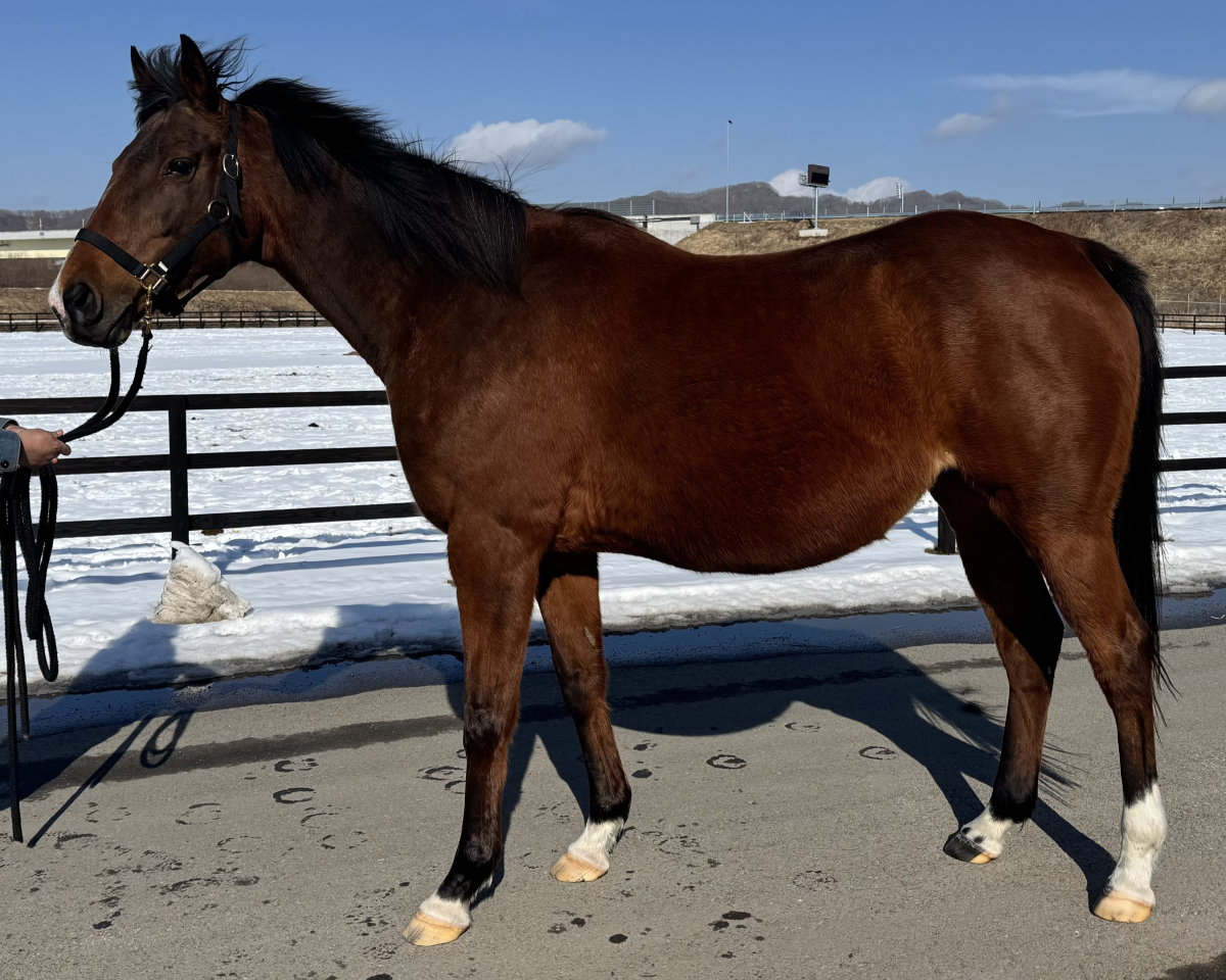 ドリームデュネット　　牝１６歳　　※繁殖牝馬（受胎：ドリームバレンチノ）_main1