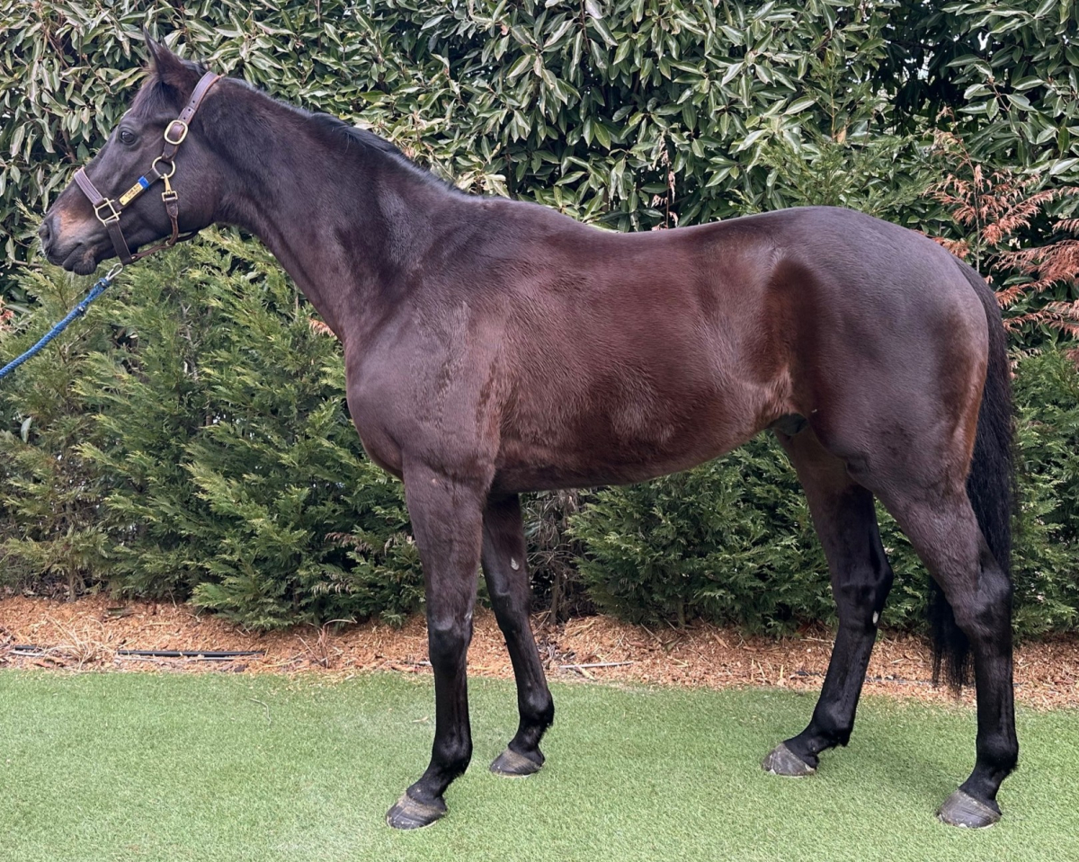 アンジョルラス セン5歳 ※中央競馬 登録抹消 | サラブレッドオークション