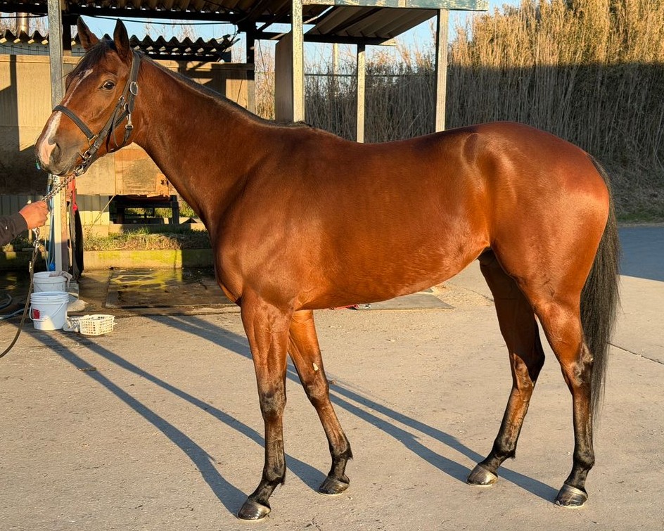 ユメミルポリカ　　牝４歳　　※地方競馬　在籍_main1