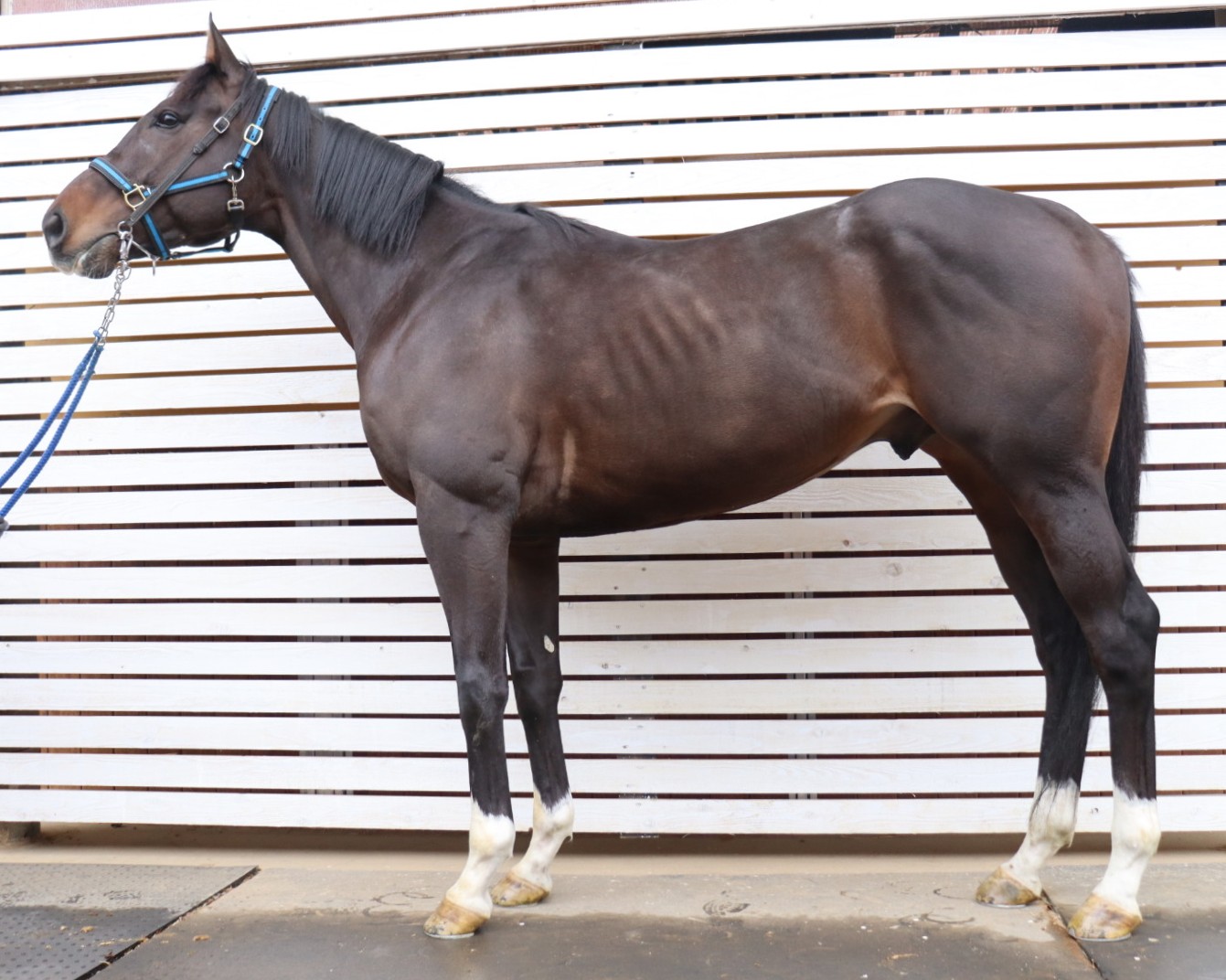 ジーグフェルド　　牡４歳　　※地方競馬　在籍_main1