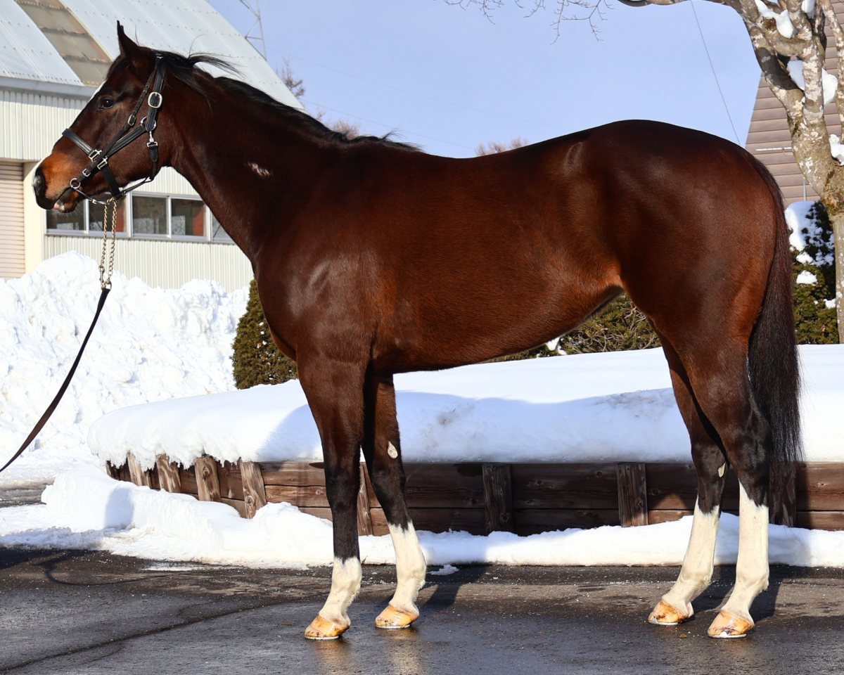 ラガマフィンガール　　牝４歳　　※地方競馬　在籍_main1