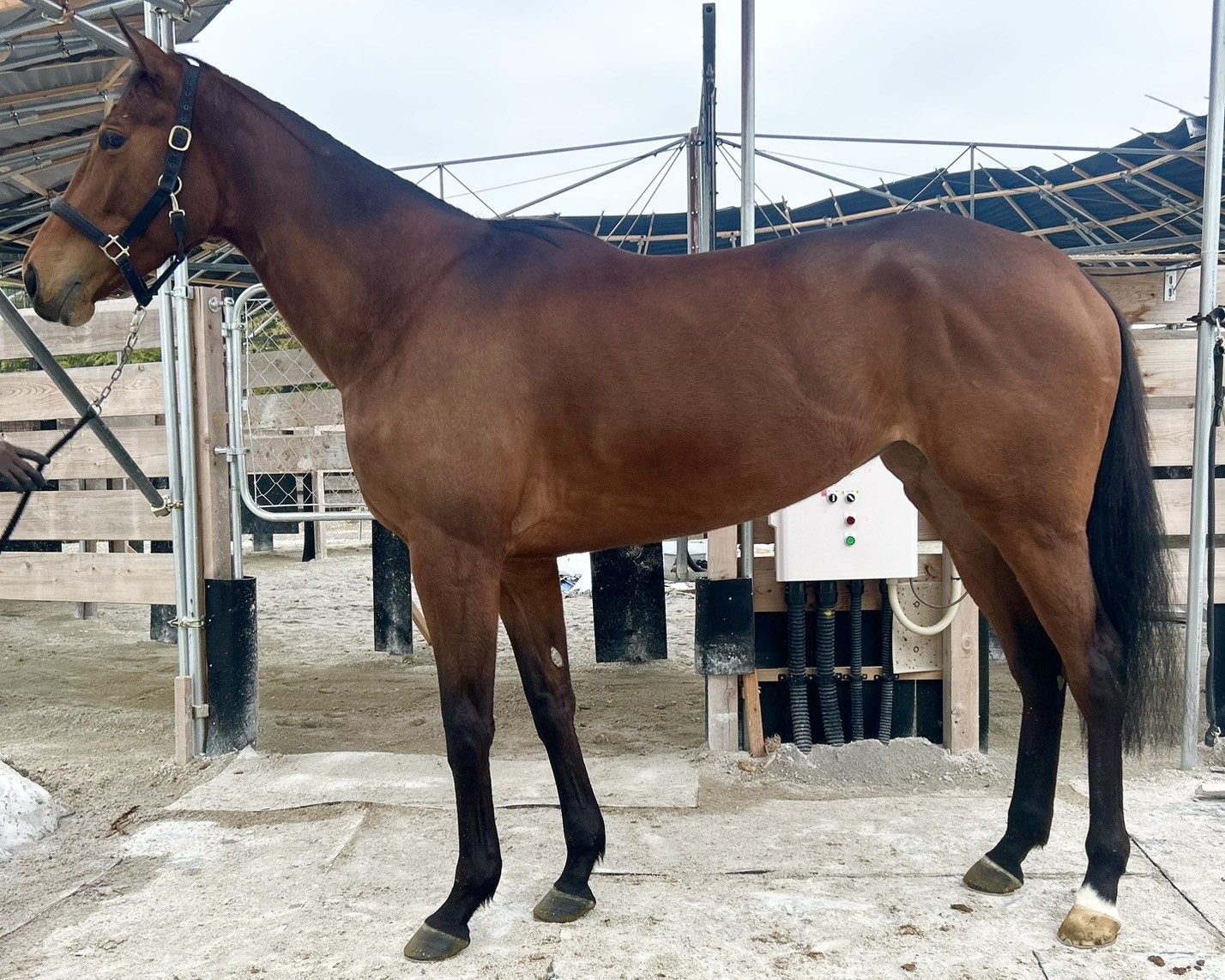 ミヤビエクセレント　　牝５歳　　※地方競馬　在籍_main1