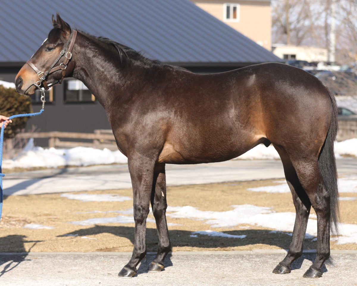 ヴィンチェーレの24　　牡２歳　　※育成馬　育成中の２歳馬_main1