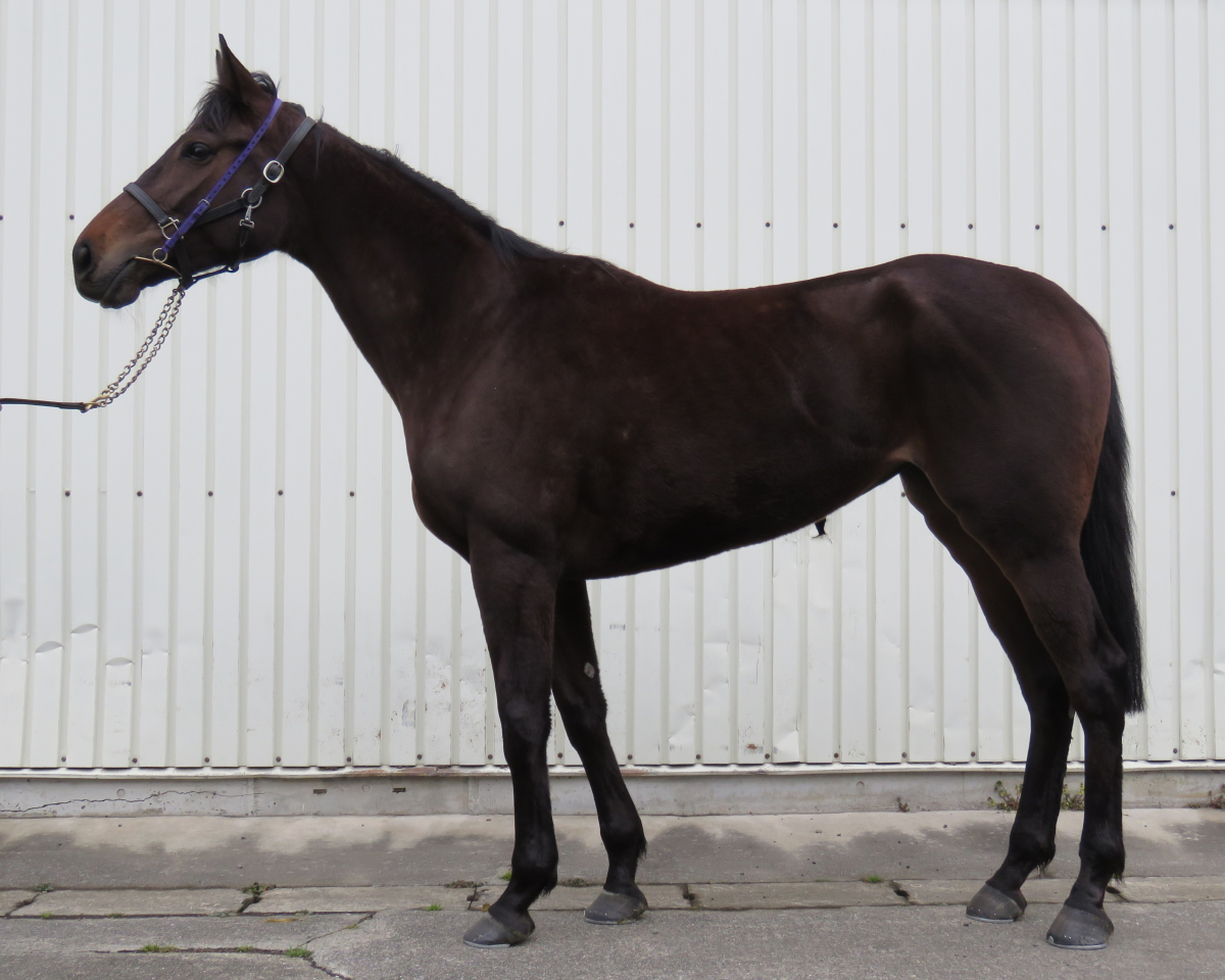 アツンケル　　牝３歳　　※中央競馬　登録抹消_main1