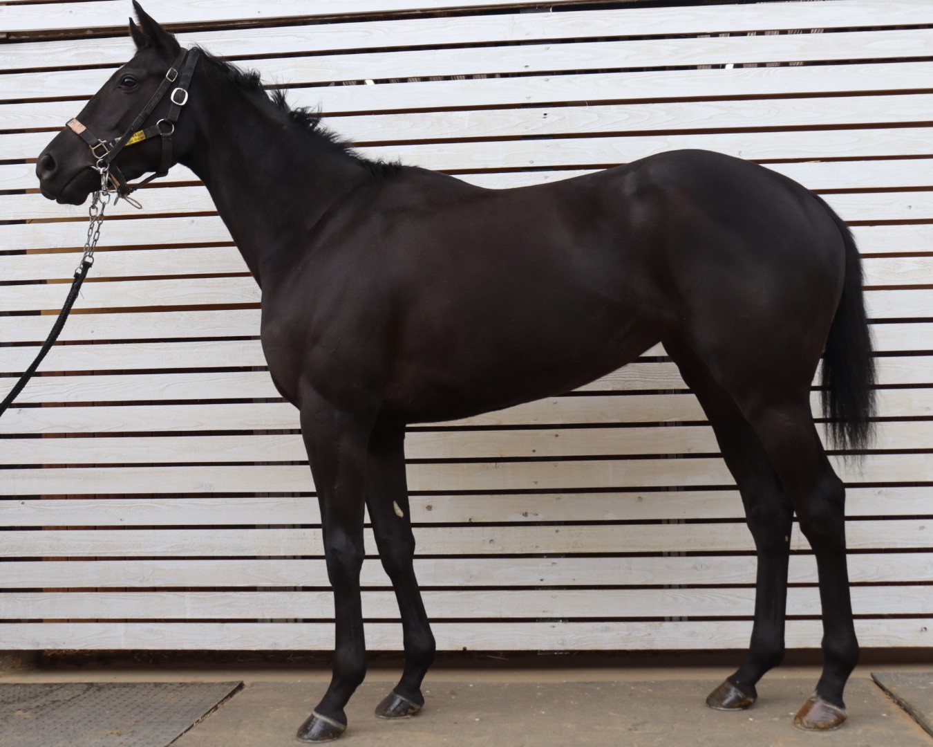 アルクノワール　　牝３歳　　※中央競馬　登録抹消_main1