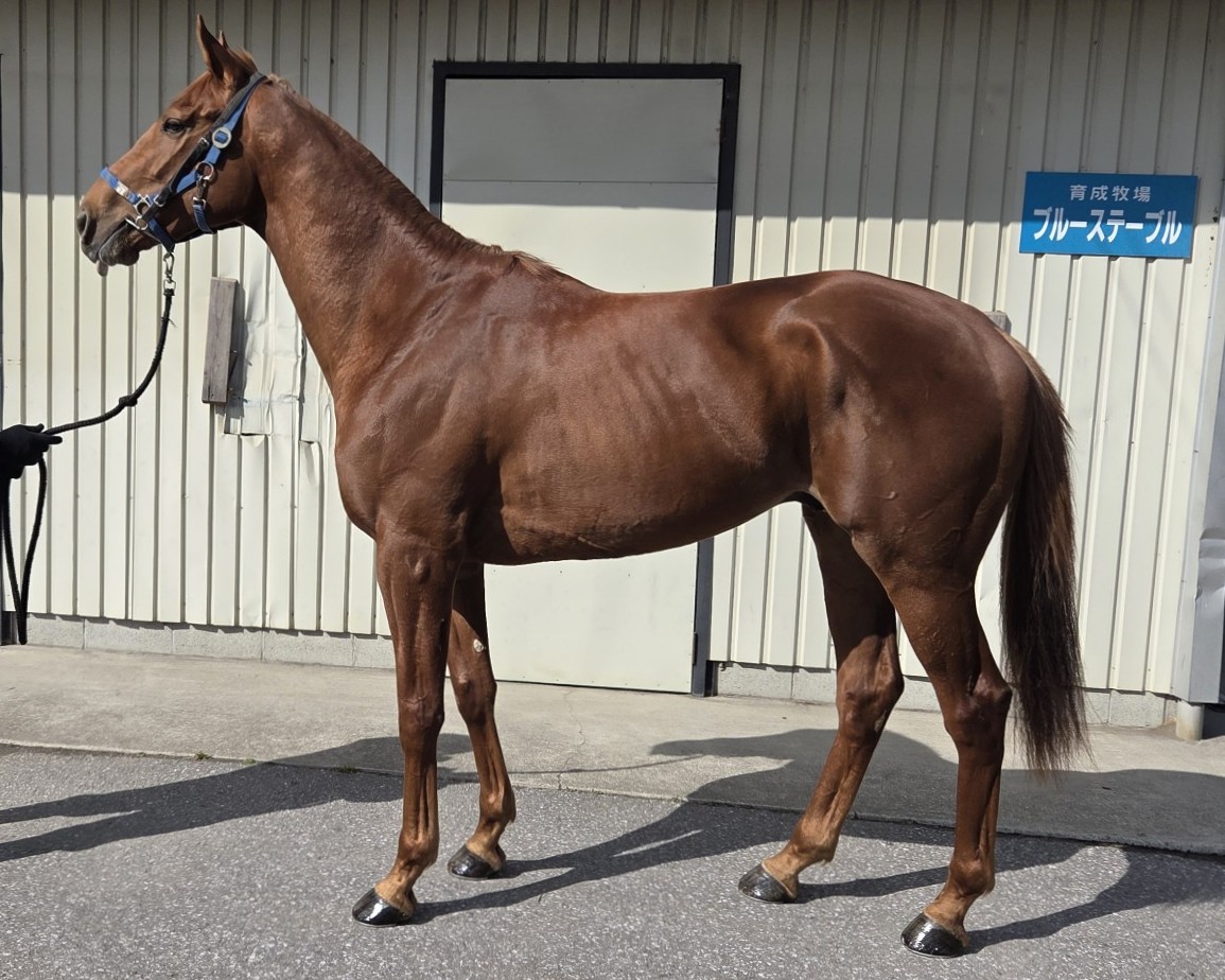 ケイツークルサード　　牡３歳　　※中央競馬　登録抹消_main1