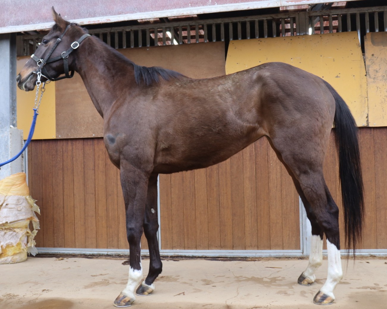 コスモエレジー 牝3歳 ※中央競馬 登録抹消 | サラブレッドオークション