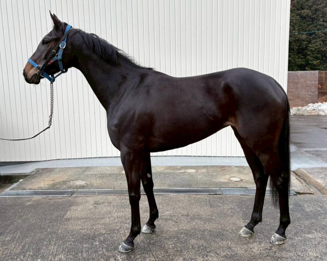 サリー 牝3歳 ※中央競馬 登録抹消 | サラブレッドオークション