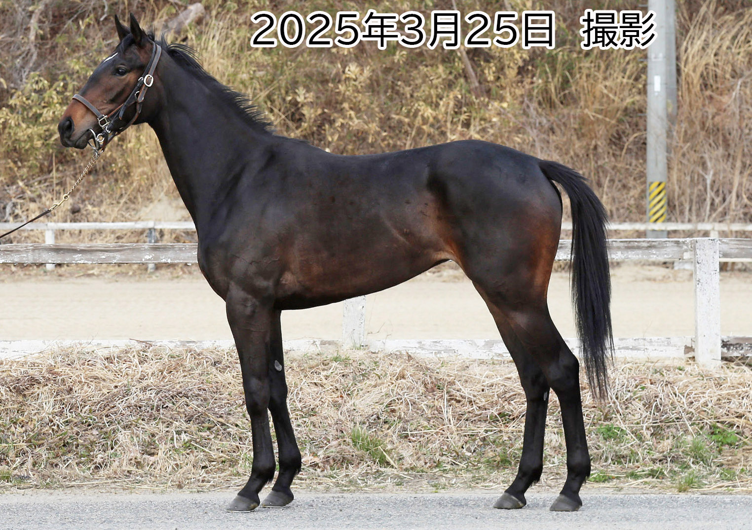サリー 牝3歳 ※中央競馬 登録抹消 | サラブレッドオークション