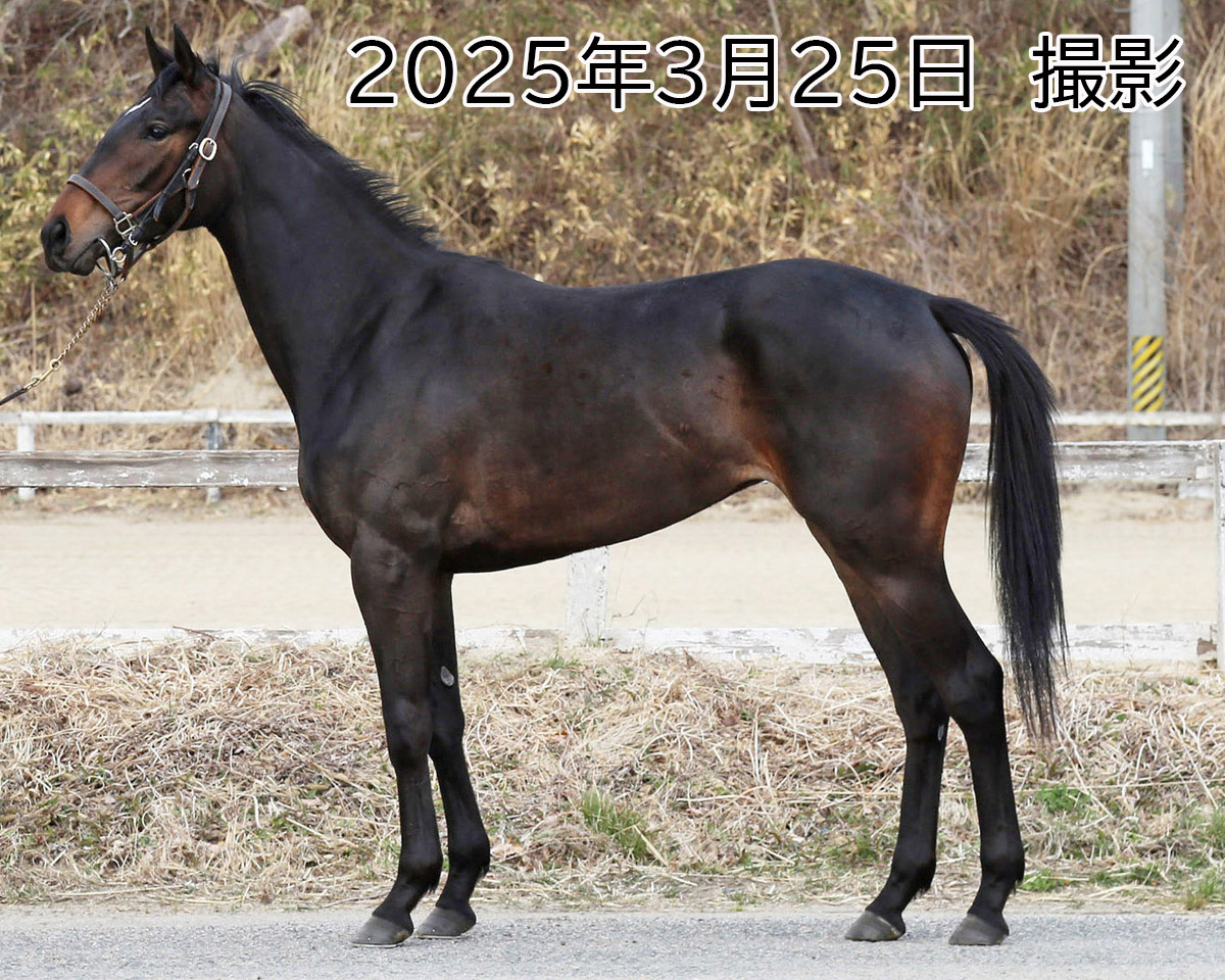 サリー 牝3歳 ※中央競馬 登録抹消 | サラブレッドオークション サリー 牝3歳 ※中央競馬 登録抹消 | サラブレッドオークション
