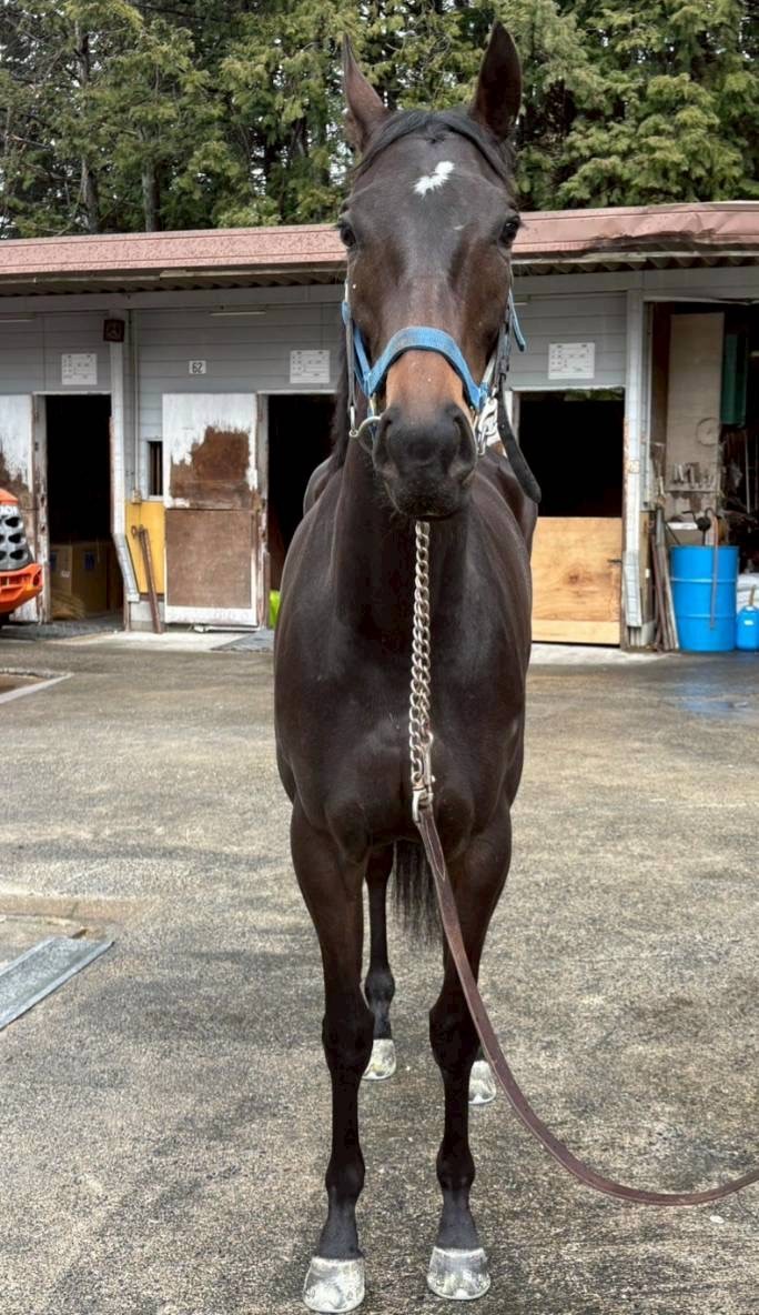 サリー 牝3歳 ※中央競馬 登録抹消 | サラブレッドオークション