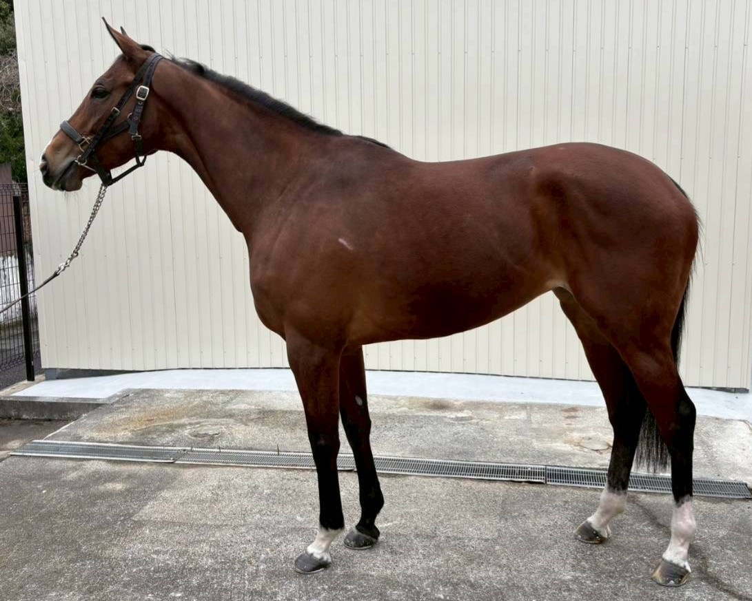 フーレイ　　牝７歳　　※中央競馬　登録抹消_main1