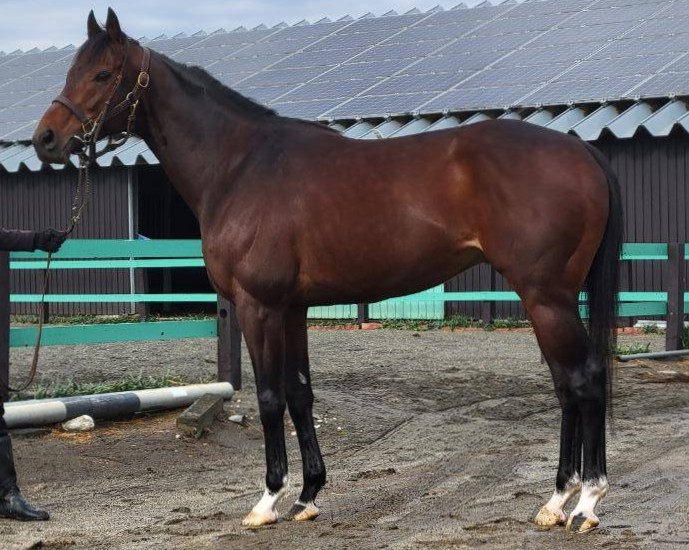 プリンスミノル　　牡７歳　　※中央競馬　登録抹消_main1