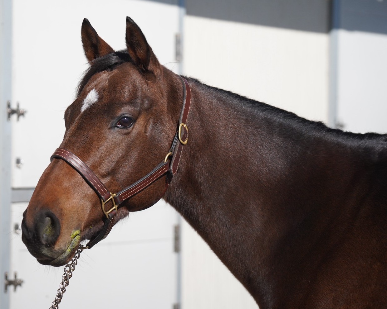 ルクストリッド セン4歳 ※地方競馬 在籍 | サラブレッドオークション
