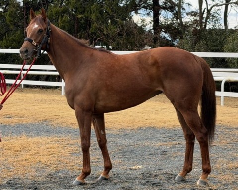 ブルロッソ　　牝４歳　　※地方競馬　在籍_main1