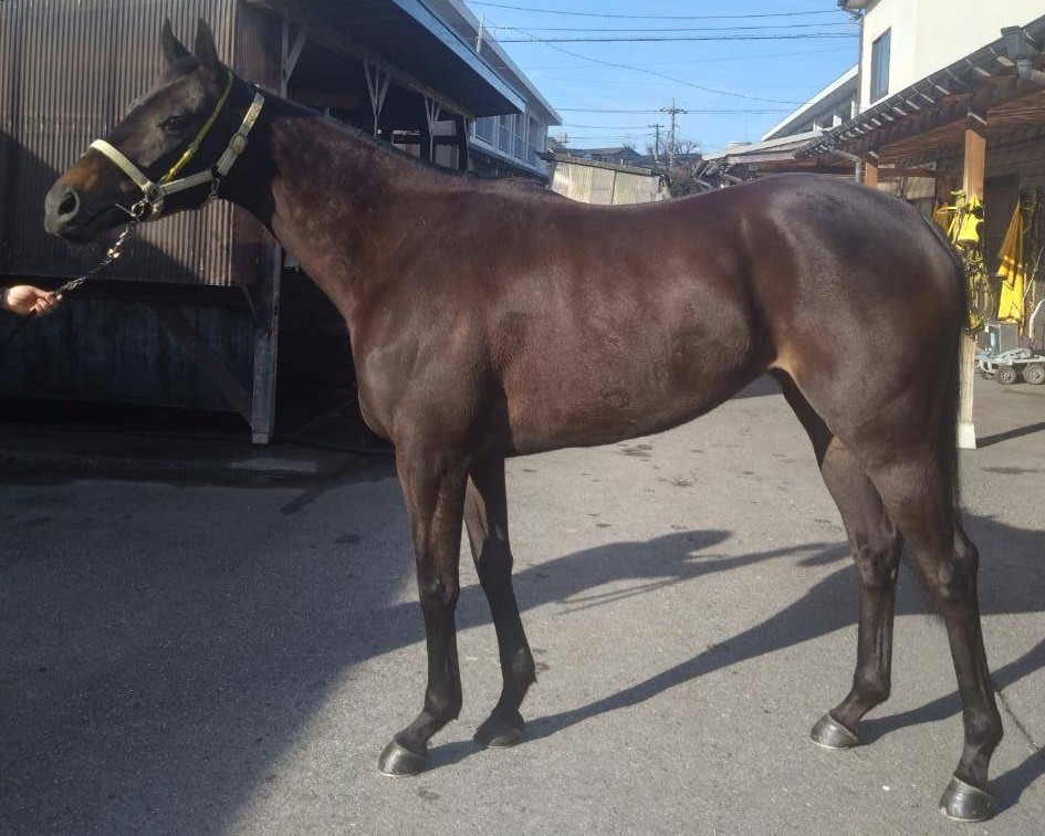 フクノジョヴァンニ　　牝４歳　　※地方競馬　在籍_main1