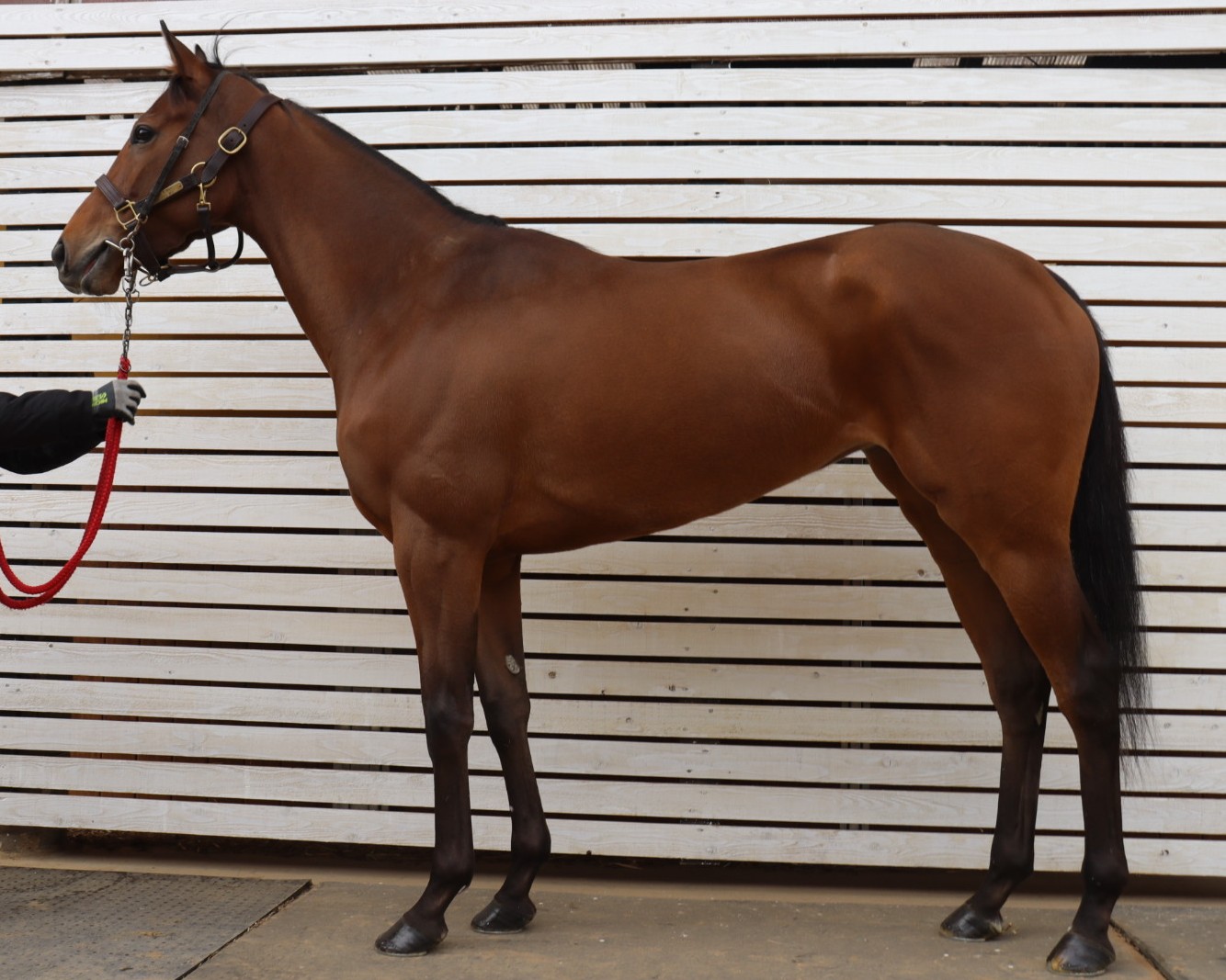 ナッシングベター　　牝４歳　　※地方競馬　在籍_main1