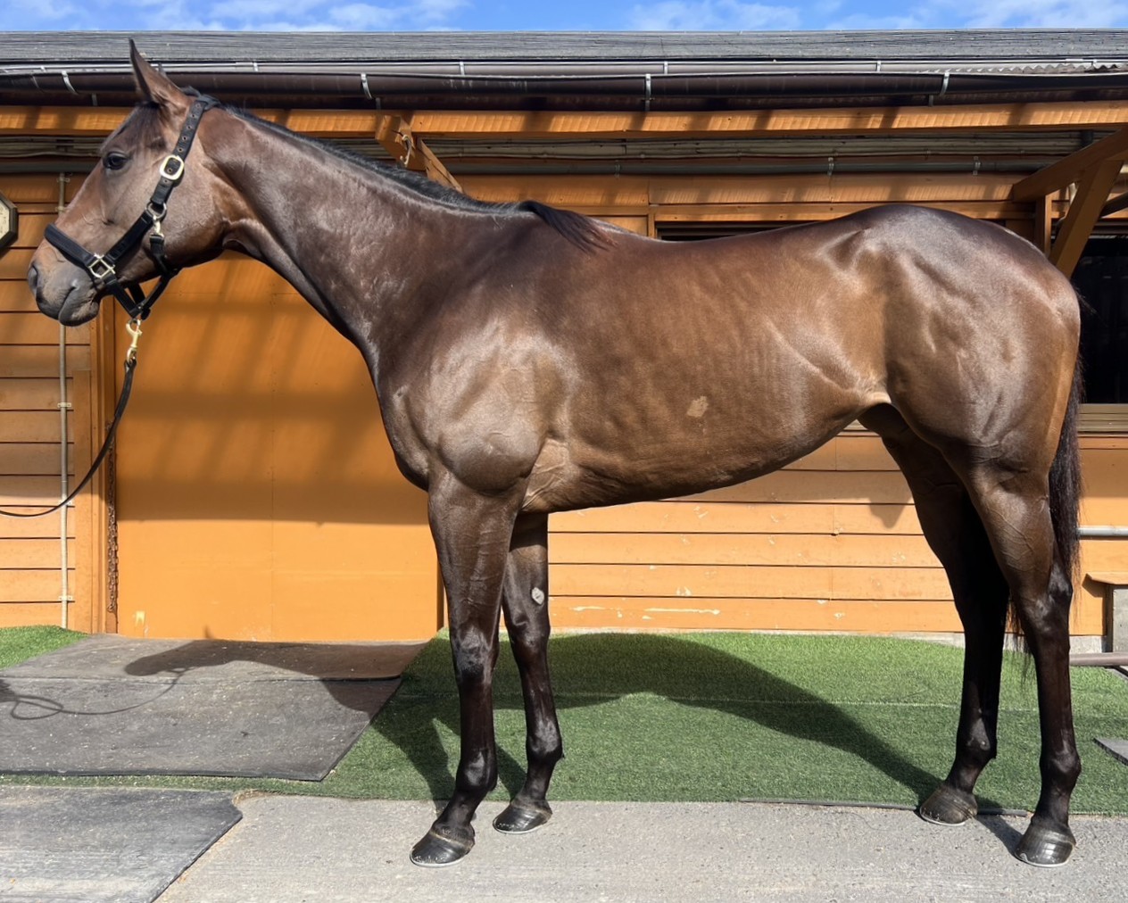 エルロロ　　牝５歳　　※地方競馬　在籍_main1