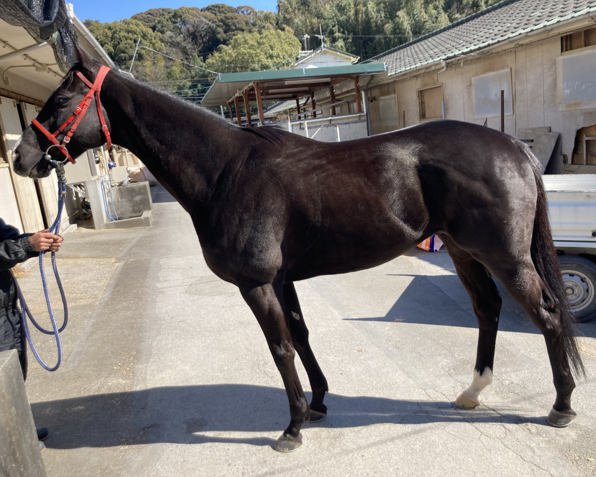 レゾンドゥスリール　　セン８歳　　※地方競馬　在籍_main1