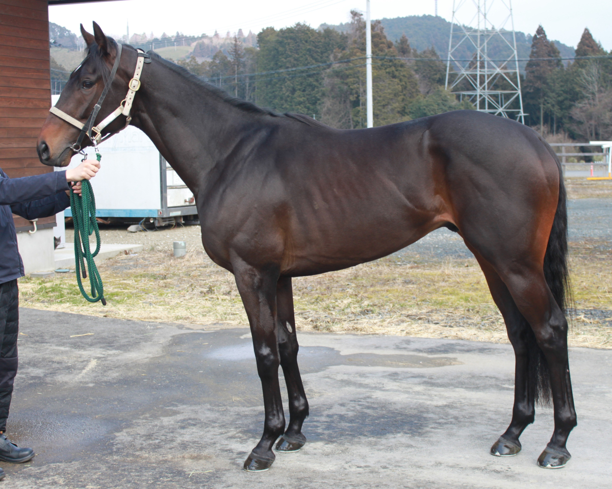 タガノアイゼン　　牡３歳　　※中央競馬　登録抹消_main1
