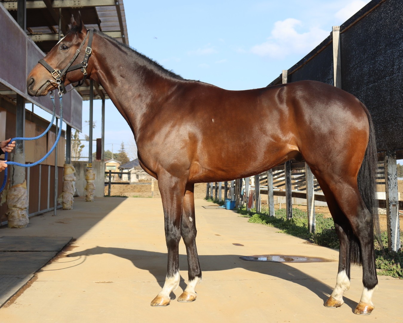 ベラケンタウロス　　牡３歳　　※中央競馬　登録抹消_main1