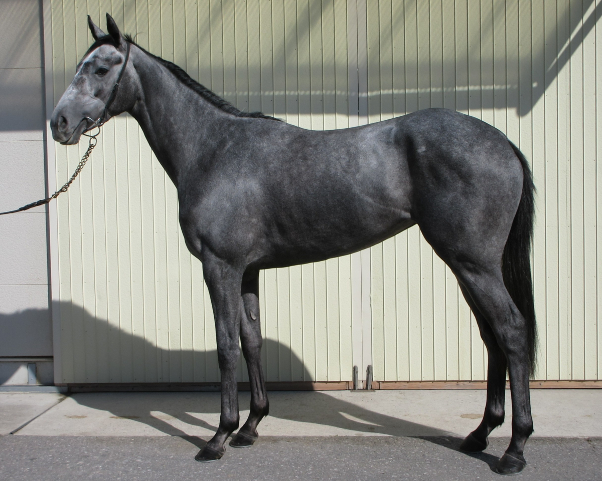 アンファール　　牝３歳　　※中央競馬　登録抹消_main1