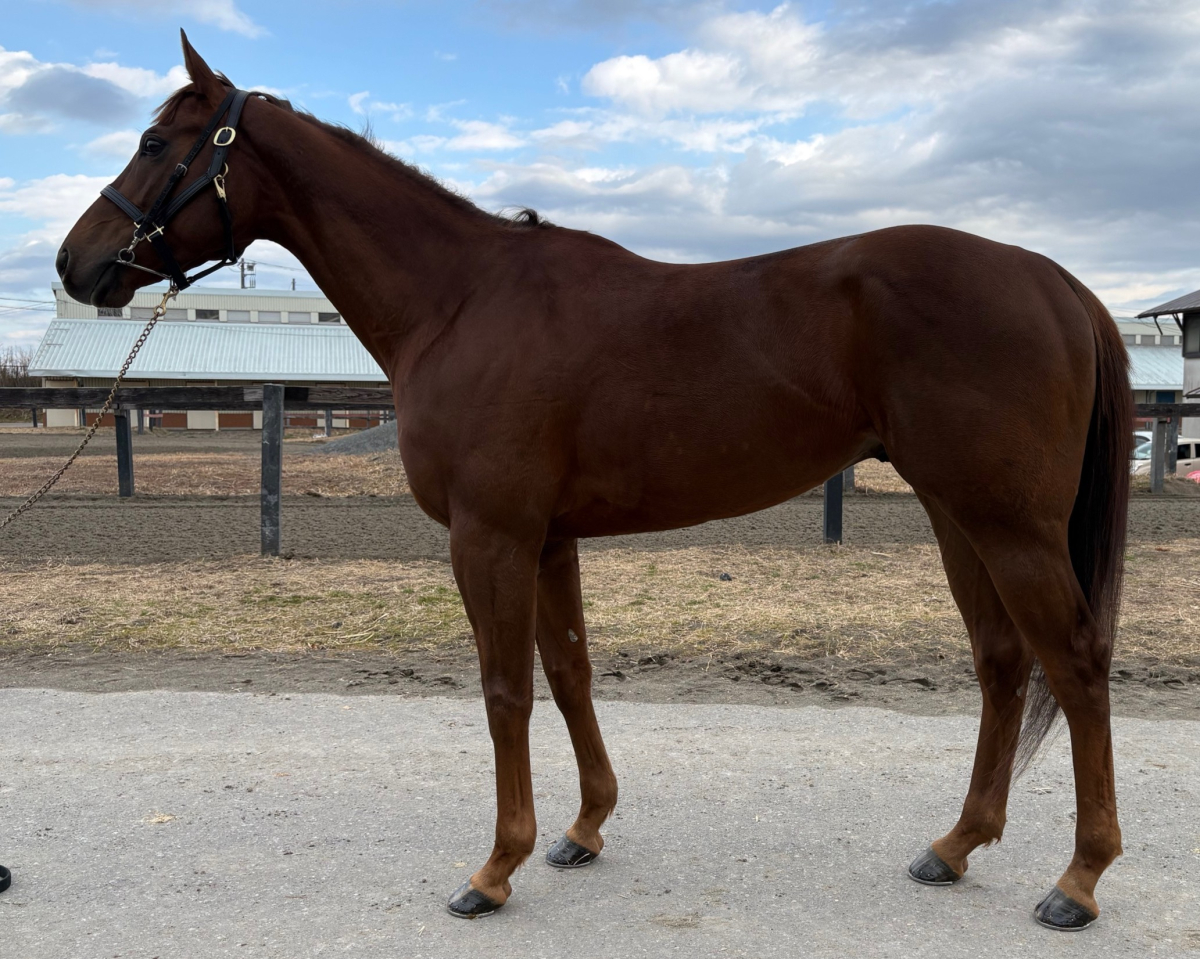 馬　写真 レーヴレジェンド 牡4歳 ※中央競馬 登録抹消 | サラブレッドオークション