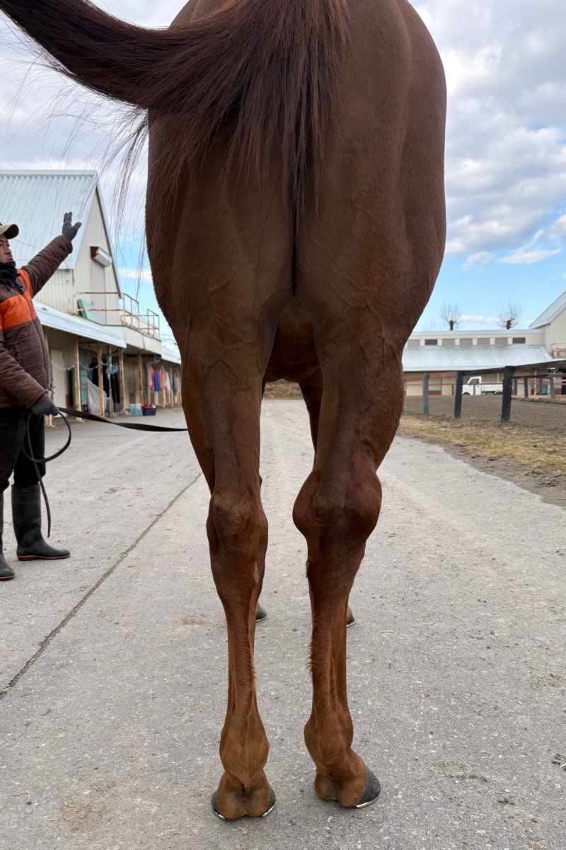 レーヴレジェンド 牡4歳 ※中央競馬 登録抹消 | サラブレッドオークション