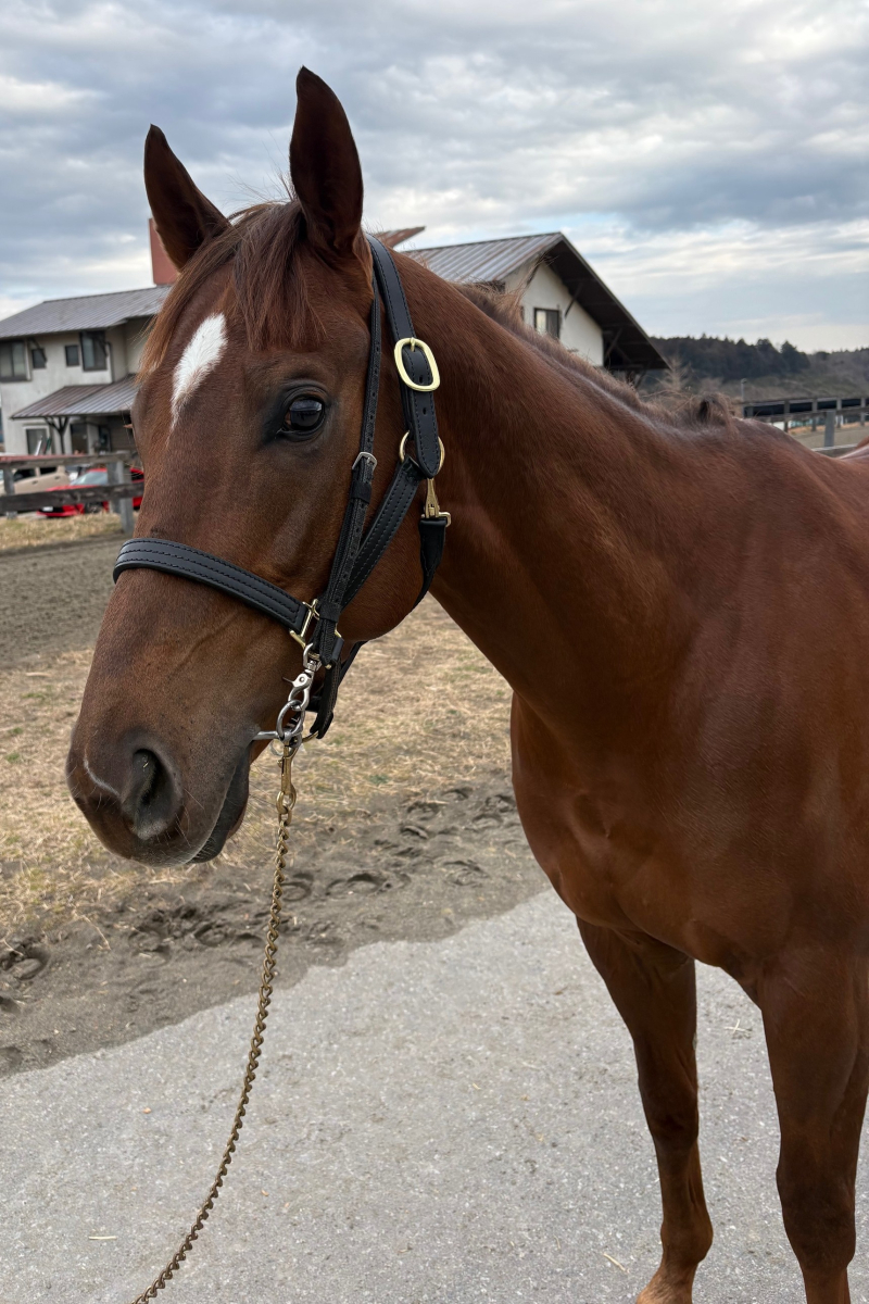 レーヴレジェンド 牡4歳 ※中央競馬 登録抹消 | サラブレッドオークション