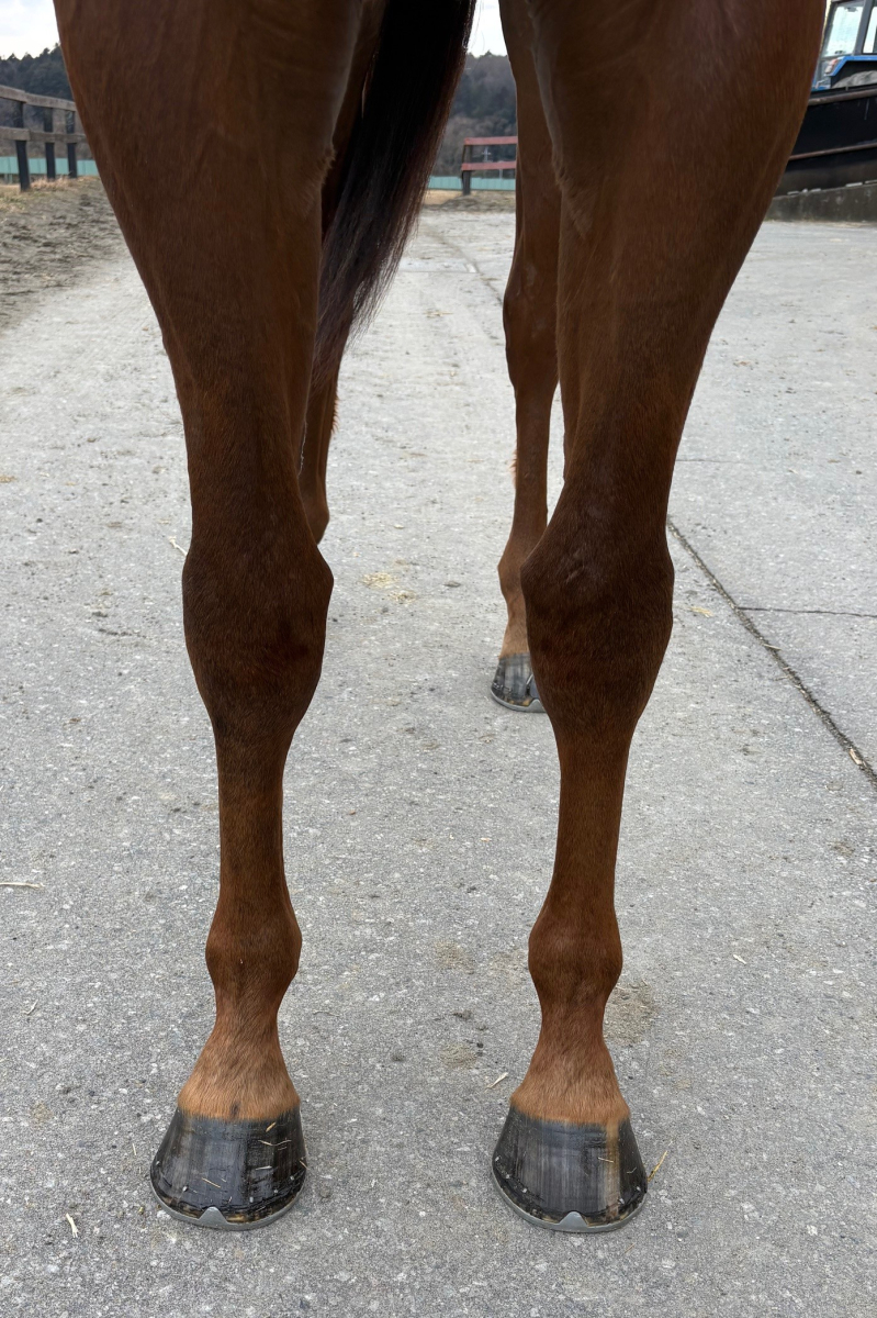 レーヴレジェンド 牡4歳 ※中央競馬 登録抹消 | サラブレッドオークション