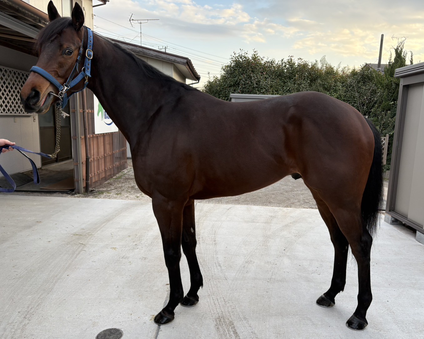 ラウダーティオ　　牡３歳　　※地方競馬　在籍_main1