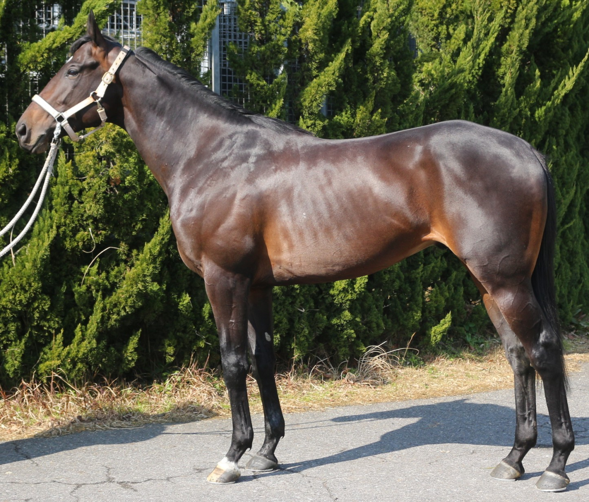 マルシェ　　牡４歳　　※地方競馬　在籍_main1