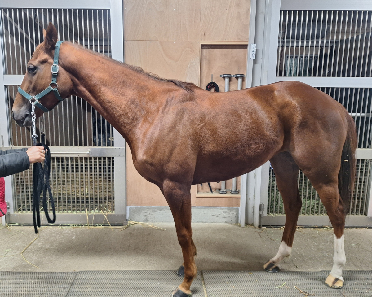 トモセンスイ　　牝４歳　　※地方競馬　在籍_main1