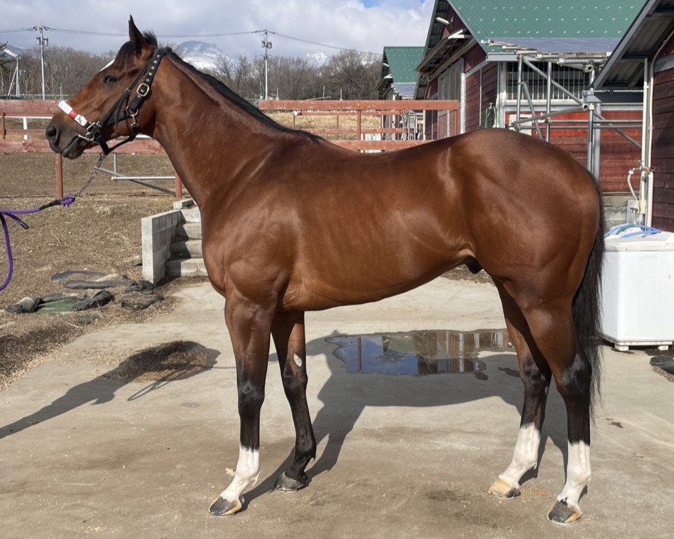 ブルドッグキング　　牡４歳　　※地方競馬　在籍_main1