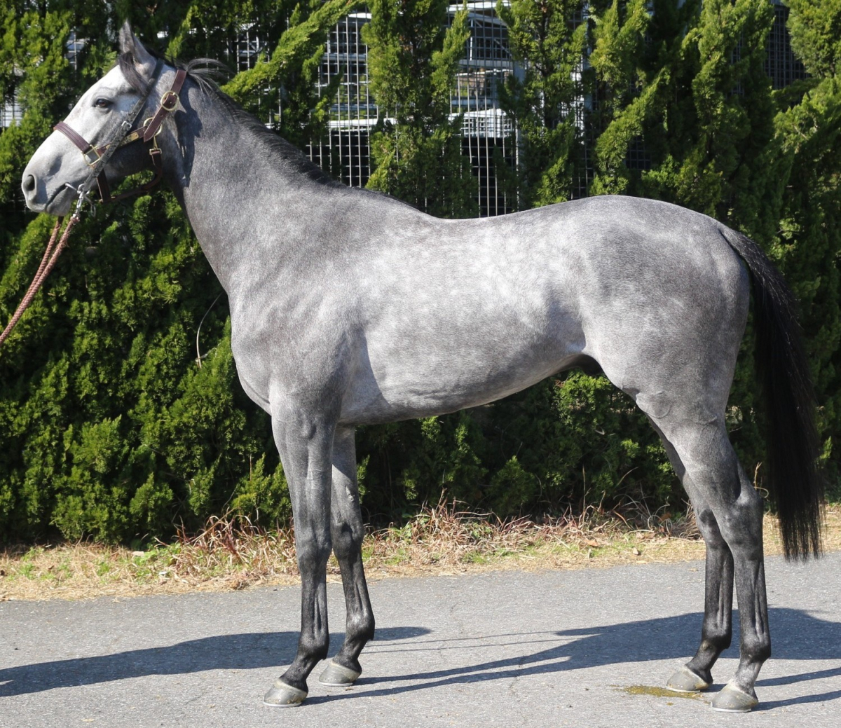 カレンショー　　牡３歳　　※中央競馬　登録抹消_main1