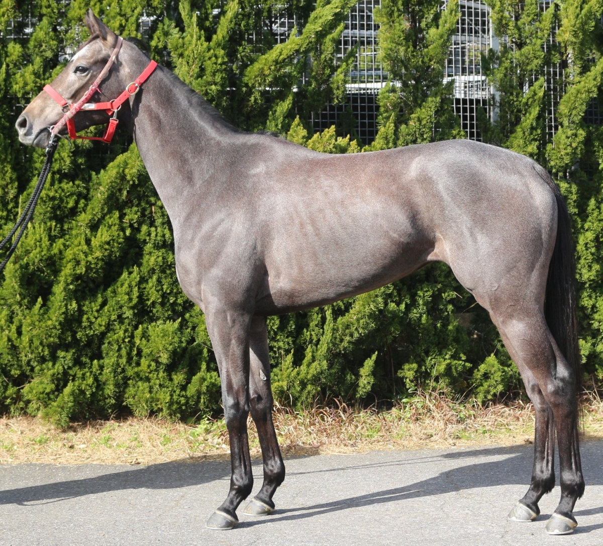 グレーターグレイ　　牝３歳　　※中央競馬　登録抹消_main1